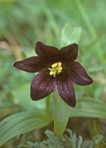 Chocolate_lily_flower