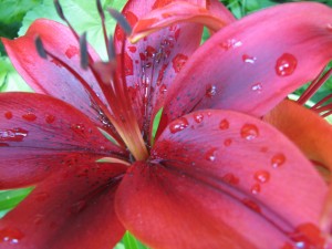 Raindrops_On_Tiger_Lilies_(172675287)