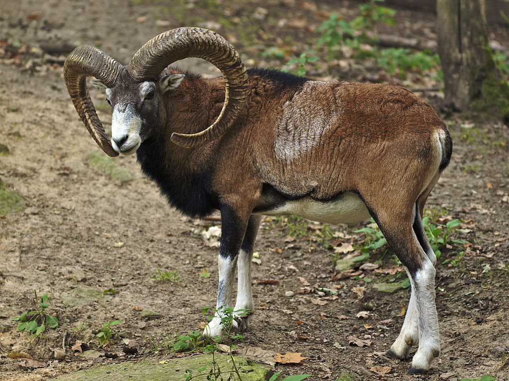 Mouflon_Sheep-1024.jpg